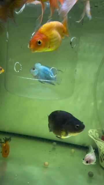 Cá Ranchu tiny Đen 2 ngón. Mua bán Thú cưng khác tại Thành phố Thủ Đức Tp Hồ Chí Minh được đăng bởi Trung hình 1