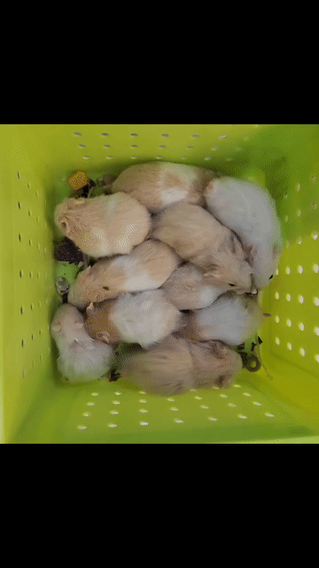 Chuột Hamster Bear lai . Mua bán Thú cưng khác tại Quận Cái Răng Cần Thơ được đăng bởi Hammie Heamster hình 1