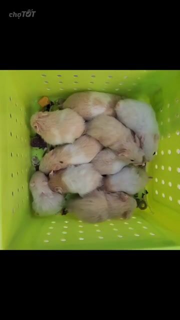 Chuột Hamster Bear lai . Mua bán Thú cưng khác tại Quận Cái Răng Cần Thơ được đăng bởi Hammie Heamster hình 1