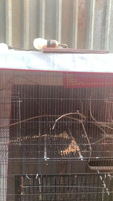 Chim chào mào hót hay. Mua bán Chim tại Huyện Hóc Môn Tp Hồ Chí Minh được đăng bởi Nguyễn Quốc Cường hình 1