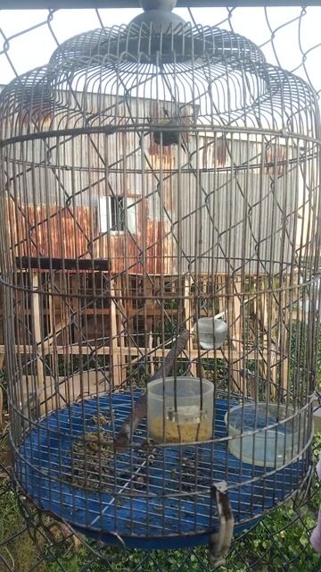 Chim hút mật Siêng hót. Mua bán Chim tại Thành phố Châu Đốc An Giang được đăng bởi Duy hình 1