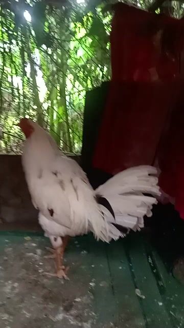 Gà Trắng 2.9kg. Mua bán Gà tại Huyện Bến Lức Long An được đăng bởi Khel Danh hình 1