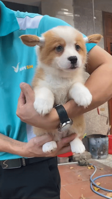 Chó Corgi 2.5 tháng Vàng trắng. Mua bán Chó tại Quận Thanh Khê Đà Nẵng được đăng bởi phuong thảo  hình 1