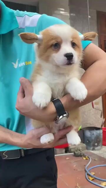 Chó Corgi 2.5 tháng Vàng trắng. Mua bán Chó tại Quận Thanh Khê Đà Nẵng được đăng bởi phuong thảo  hình 1