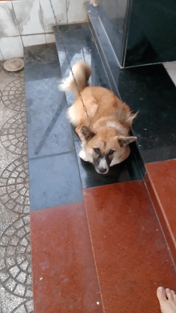 Chó đực 1 tuổi đã tiêm chủng. Mua bán Chó tại Thị xã Tân Uyên Bình Dương được đăng bởi Tâm hình 1