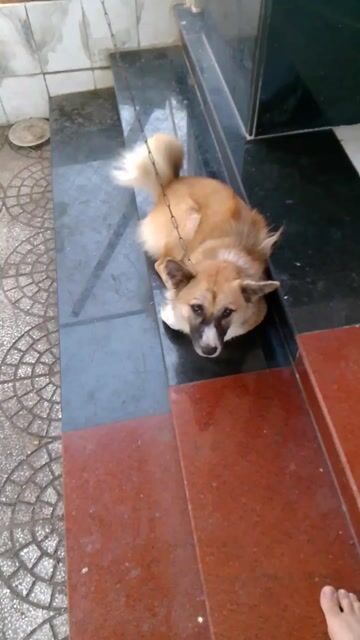 Chó đực 1 tuổi đã tiêm chủng. Mua bán Chó tại Thị xã Tân Uyên Bình Dương được đăng bởi Tâm hình 1