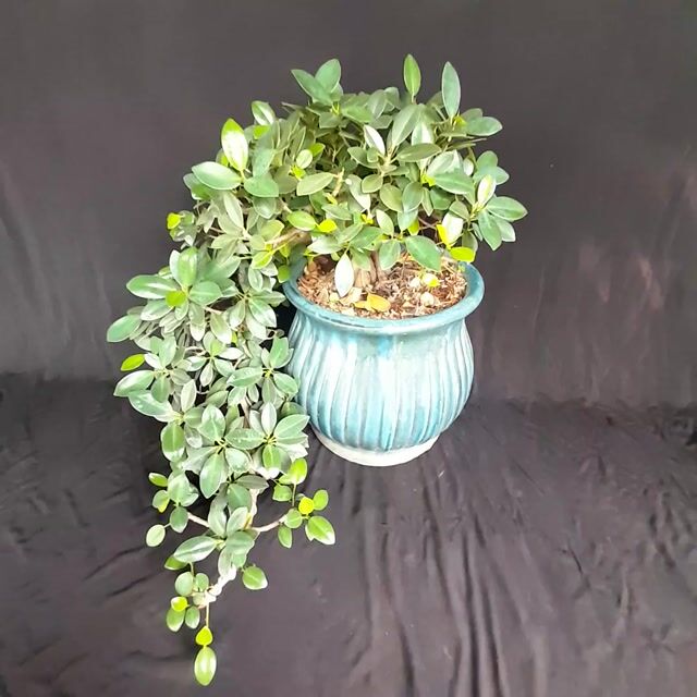 Si Nhật Thác đổ. Mua bán Cây cảnh, đồ trang trí tại Quận Tân Phú Tp Hồ Chí Minh được đăng bởi Người Sưu Tầm hình 1