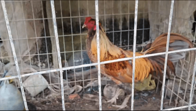 Gà tơ 2k8 lai mỹ lắm nha ae. Mua bán Gà tại Huyện Cái Bè Tiền Giang được đăng bởi Quốc Hiếu hình 1