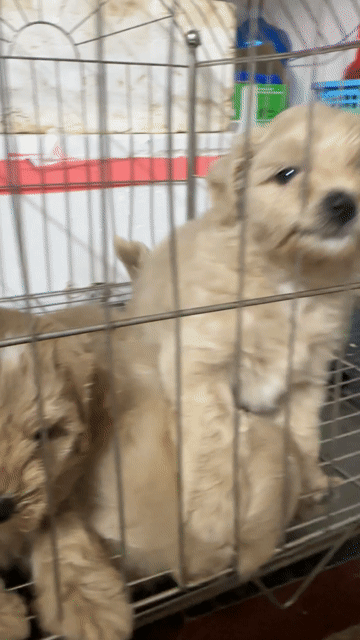 Cún poodle lai. Mua bán Chó tại Huyện Hoài Đức Hà Nội được đăng bởi Minh hình 1