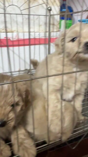 Cún poodle lai. Mua bán Chó tại Huyện Hoài Đức Hà Nội được đăng bởi Minh hình 1