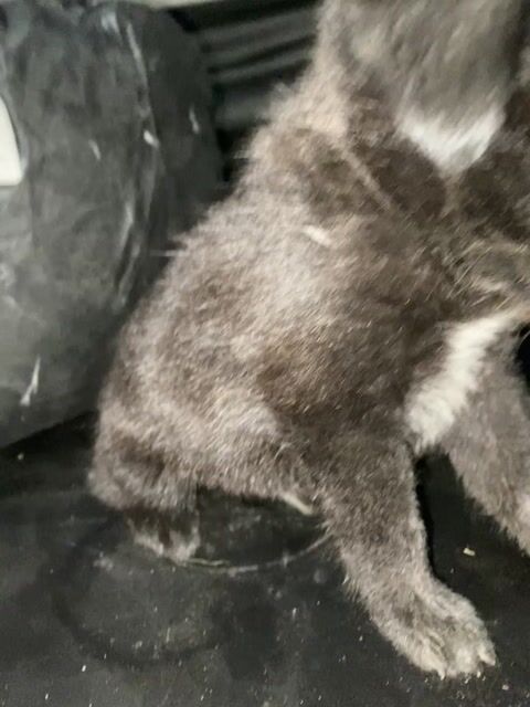 Chó con Đen. Mua bán Chó tại Huyện Trà Ôn Vĩnh Long được đăng bởi Kim Chi hình 1