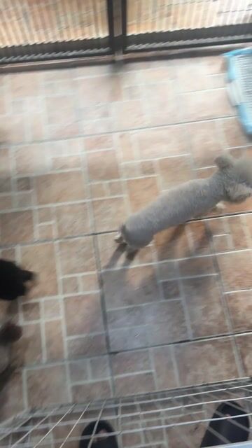 Chó Poodle cái 8 tháng. Mua bán Chó tại Quận Phú Nhuận Tp Hồ Chí Minh được đăng bởi Hương Trần hình 1