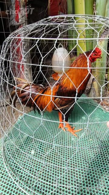 khét 3k5. Mua bán Gà tại Huyện Đức Hòa Long An được đăng bởi Minh Dương hình 1