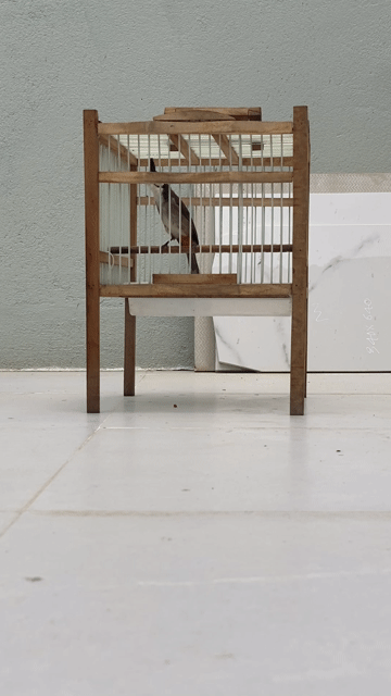 Chim chào mào mái. Mua bán Chim tại Quận Sơn Trà Đà Nẵng được đăng bởi Diệu Huỳnh hình 1