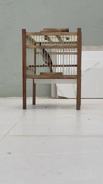 Chim chào mào mái. Mua bán Chim tại Quận Sơn Trà Đà Nẵng được đăng bởi Diệu Huỳnh hình 1