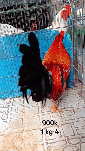 Gà trống Đỏ, Đen 1 kg 4 chốt đen. Mua bán Gà tại Quận Gò Vấp Tp Hồ Chí Minh được đăng bởi nam gà tre  hình 1