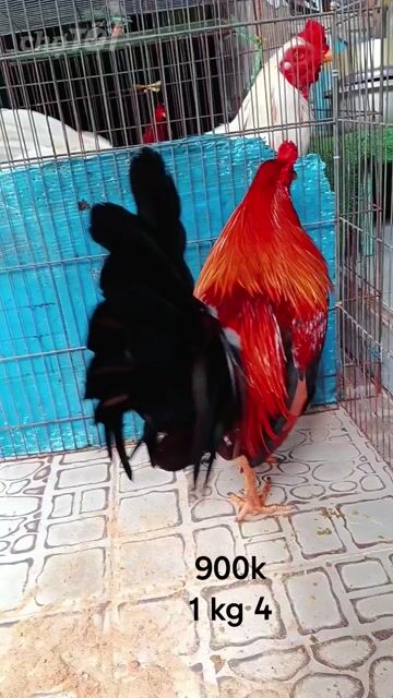 Gà trống Đỏ, Đen 1 kg 4 chốt đen. Mua bán Gà tại Quận Gò Vấp Tp Hồ Chí Minh được đăng bởi nam gà tre  hình 1
