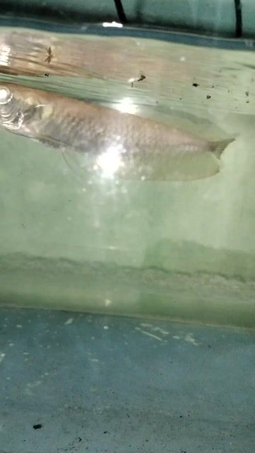 Cá cảnh Ngân Abino 20cm. Mua bán Thú cưng khác tại Quận Liên Chiểu Đà Nẵng được đăng bởi Rin võ hình 1