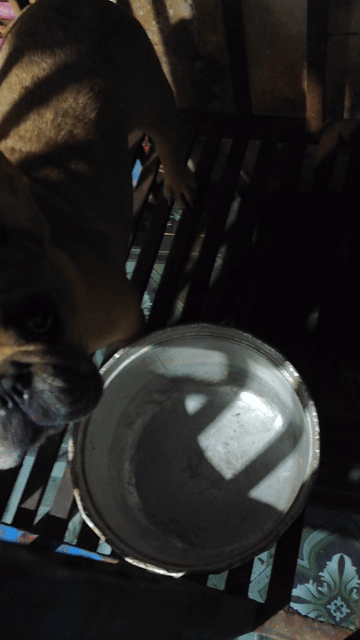 Chó Pug Pháp Nâu. Mua bán Chó tại Huyện Châu Thành Long An được đăng bởi Kim Ngân hình 1