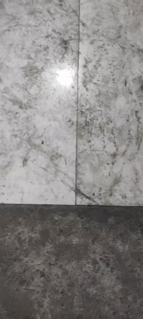 Chó Phú Quốc cái. Mua bán Chó tại Huyện Hóc Môn Tp Hồ Chí Minh được đăng bởi Chau Tu hình 1