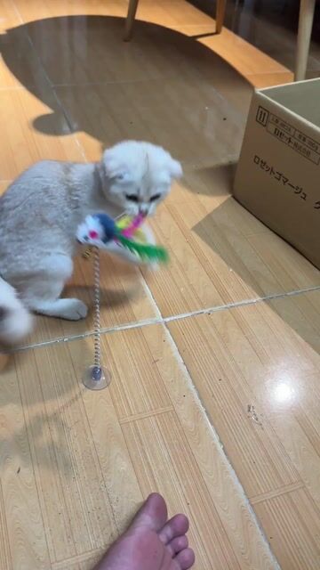 Mèo Tai cụp đực 3 tháng đã tiêm. Mua bán Mèo tại Quận Gò Vấp Tp Hồ Chí Minh được đăng bởi Nguyễn Thành Đạt hình 1