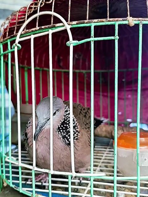 Khách Cườm Việt Siêu Thuần. Mua bán Chim tại Huyện Lấp Vò Đồng Tháp được đăng bởi PH Dinh hình 1