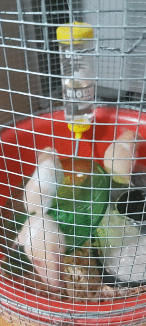 Hamster bầu 70k / 1 con. Mua bán Thú cưng khác tại Huyện Bến Lức Long An được đăng bởi Hanh hình 1