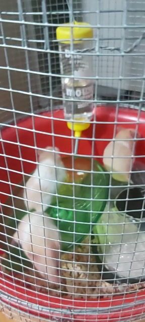 Hamster bầu 70k / 1 con. Mua bán Thú cưng khác tại Huyện Bến Lức Long An được đăng bởi Hanh hình 1