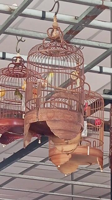 Chim khuyên 2 con đã thay lông. Mua bán Chim tại Quận Bình Tân Tp Hồ Chí Minh được đăng bởi đucphat hình 1