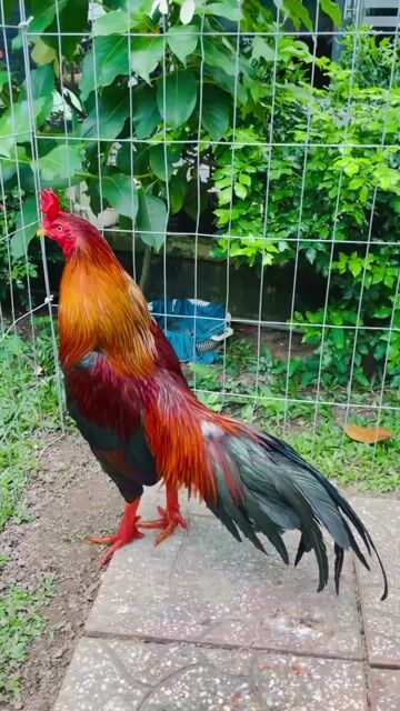 Xanh 3kg1 hàng đấu cho ae. Mua bán Gà tại Thành phố Sóc Trăng Sóc Trăng được đăng bởi Thanh soc trang hình 1