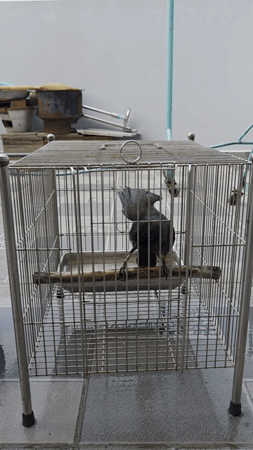 Chim Khướu mun Đen. Mua bán Chim tại Thành phố Biên Hòa Đồng Nai được đăng bởi Thanh hình 1
