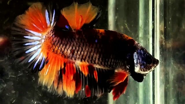 koi blue nemo. Mua bán Thú cưng khác tại Quận Bình Thạnh Tp Hồ Chí Minh được đăng bởi Nguyễn Trung Hiếu hình 1