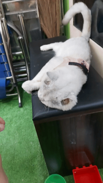 Mèo Anh lông ngắn Silver. Mua bán Mèo tại Quận 8 Tp Hồ Chí Minh được đăng bởi Nguyễn Hoàng Phiêu hình 1