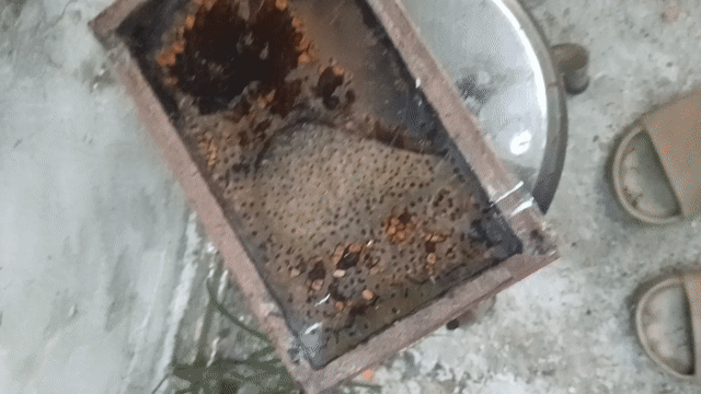 Ong dú không ngòi đốt. Mua bán Thú cưng khác tại Huyện Nhà Bè Tp Hồ Chí Minh được đăng bởi Nguyễn Quốc Hải hình 1