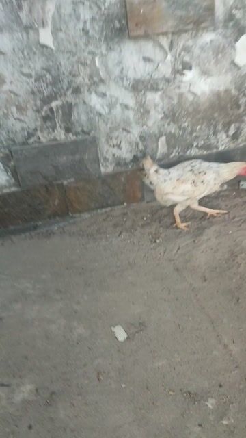 Gà tre Bắc Cộc mái 3.5 lạng đang đẻ. Mua bán Gà tại Huyện Vĩnh Thạnh Cần Thơ được đăng bởi gà đá cần thơ hình 1