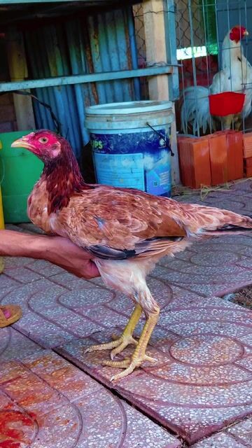 Gà mái  1.7kg. Mua bán Gà tại Huyện Mang Thít Vĩnh Long được đăng bởi Thiện Vĩnh Long hình 1