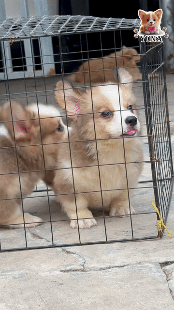 CHÓ CORGI THUẦN FORM ĐẸP CHÂN SIÊU LÙN Ú NU. Mua bán Chó tại Quận 3 Tp Hồ Chí Minh được đăng bởi Thùy Trang hình 1