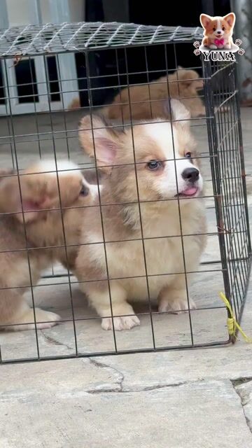 CHÓ CORGI THUẦN FORM ĐẸP CHÂN SIÊU LÙN Ú NU. Mua bán Chó tại Quận 3 Tp Hồ Chí Minh được đăng bởi Thùy Trang hình 1