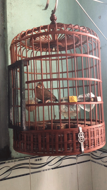 Chim chào mào nâu giọng hay khỏe mạnh..bị mờ mắt. Mua bán Chim tại Huyện Hóc Môn Tp Hồ Chí Minh được đăng bởi Huyền diệu  hình 1