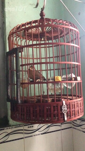 Chim chào mào nâu giọng hay khỏe mạnh..bị mờ mắt. Mua bán Chim tại Huyện Hóc Môn Tp Hồ Chí Minh được đăng bởi Huyền diệu  hình 1