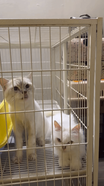 Mèo Anh lông dai trắng cái baauf 5 con. Mua bán Mèo tại Quận Cẩm Lệ Đà Nẵng được đăng bởi BabyPeony hình 1