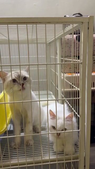 Mèo Anh lông dai trắng cái baauf 5 con. Mua bán Mèo tại Quận Cẩm Lệ Đà Nẵng được đăng bởi BabyPeony hình 1
