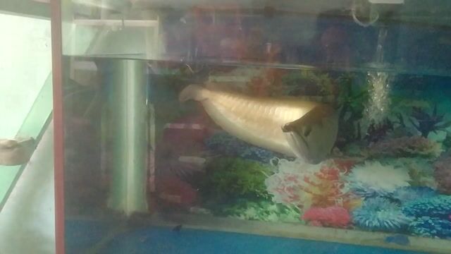 Cá ngân long 60cm kèm Hồ, oxi. Mua bán Thú cưng khác tại Thành phố Thủ Dầu Một Bình Dương được đăng bởi Vaithiet hình 1