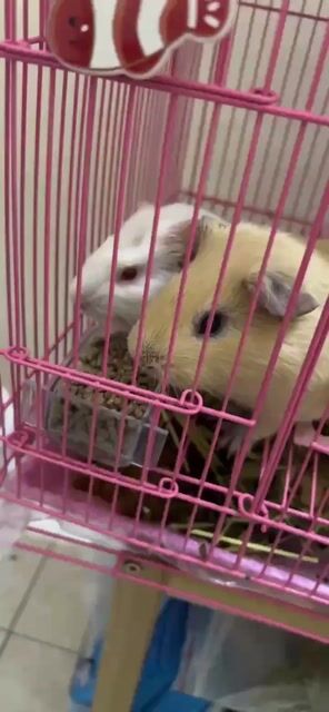 Chuột lang Trắng Nâu vàng. Mua bán Thú cưng khác tại Quận 1 Tp Hồ Chí Minh được đăng bởi Lê Nguyễn Kim Oanh hình 1