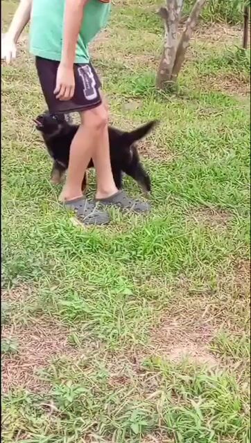 Chó Becgie Đực Cái 5-6kg Đen Vàng. Mua bán Chó tại Huyện Trảng Bom Đồng Nai được đăng bởi Hương hình 1