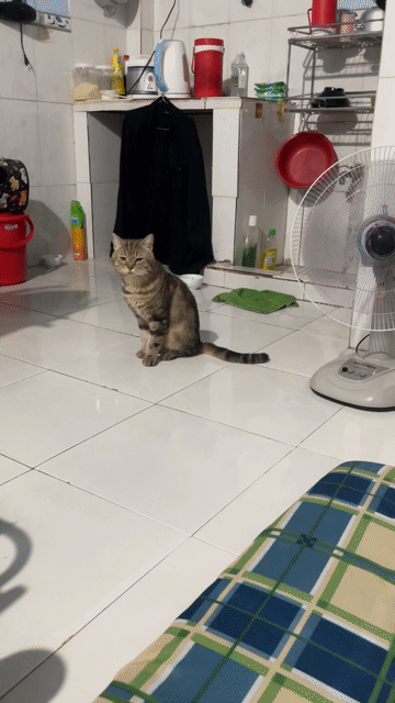 Mèo mướp lai ALN. Mua bán Mèo tại Huyện Nhơn Trạch Đồng Nai được đăng bởi Nguyen Phuc hình 1