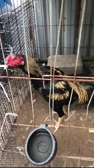 Gà chọi Chuối. Mua bán Gà tại Quận Ngũ Hành Sơn Đà Nẵng được đăng bởi bonbon hình 1