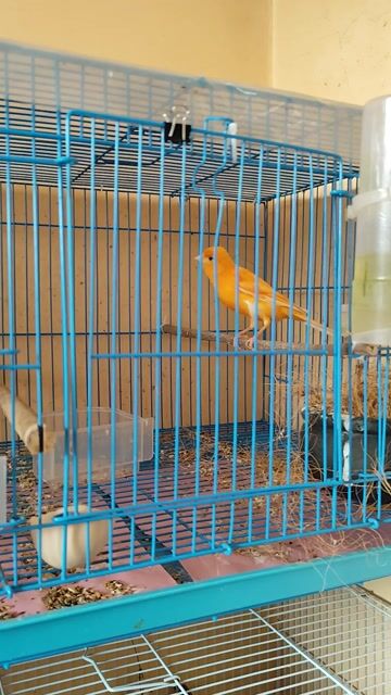 Chim cảnh Cái hồng yến màu Hồng. Mua bán Chim tại Huyện Đan Phượng Hà Nội được đăng bởi Duy hình 1