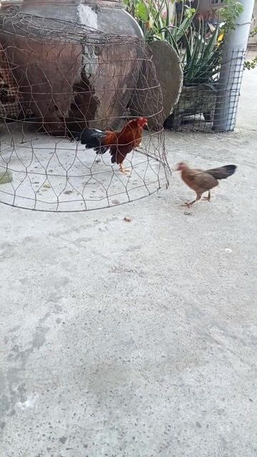 Gà trống 18 tháng 4 lạng 3. Mua bán Gà tại Huyện Châu Thành Tiền Giang được đăng bởi gà tre hình 1