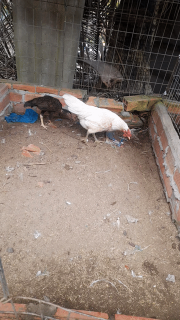 Gà mái siu mỷ chân xanh 2k. Mua bán Gà tại Quận Cái Răng Cần Thơ được đăng bởi gqf nồi hình 1